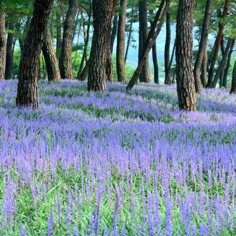 Big Blue Liriope - 1G Pot - Plant with Purpose® Collection