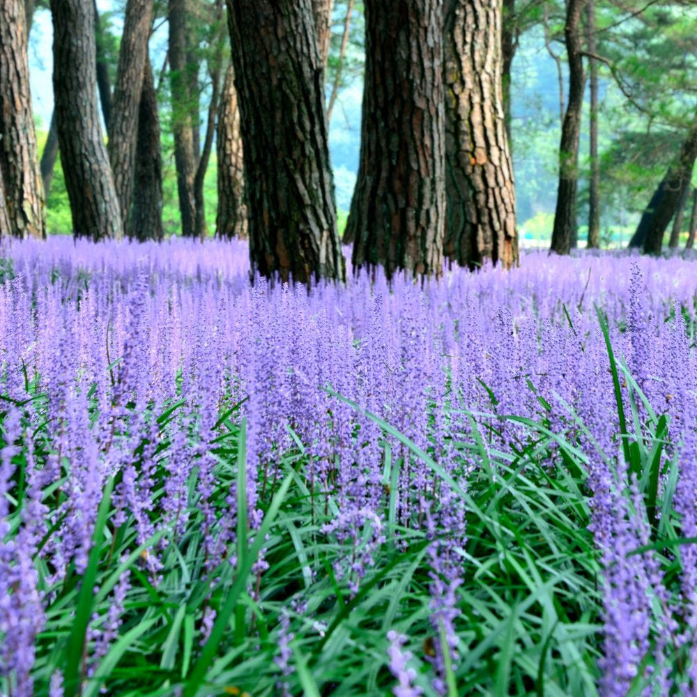 Big Blue Liriope - 1G Pot - Plant with Purpose® Collection