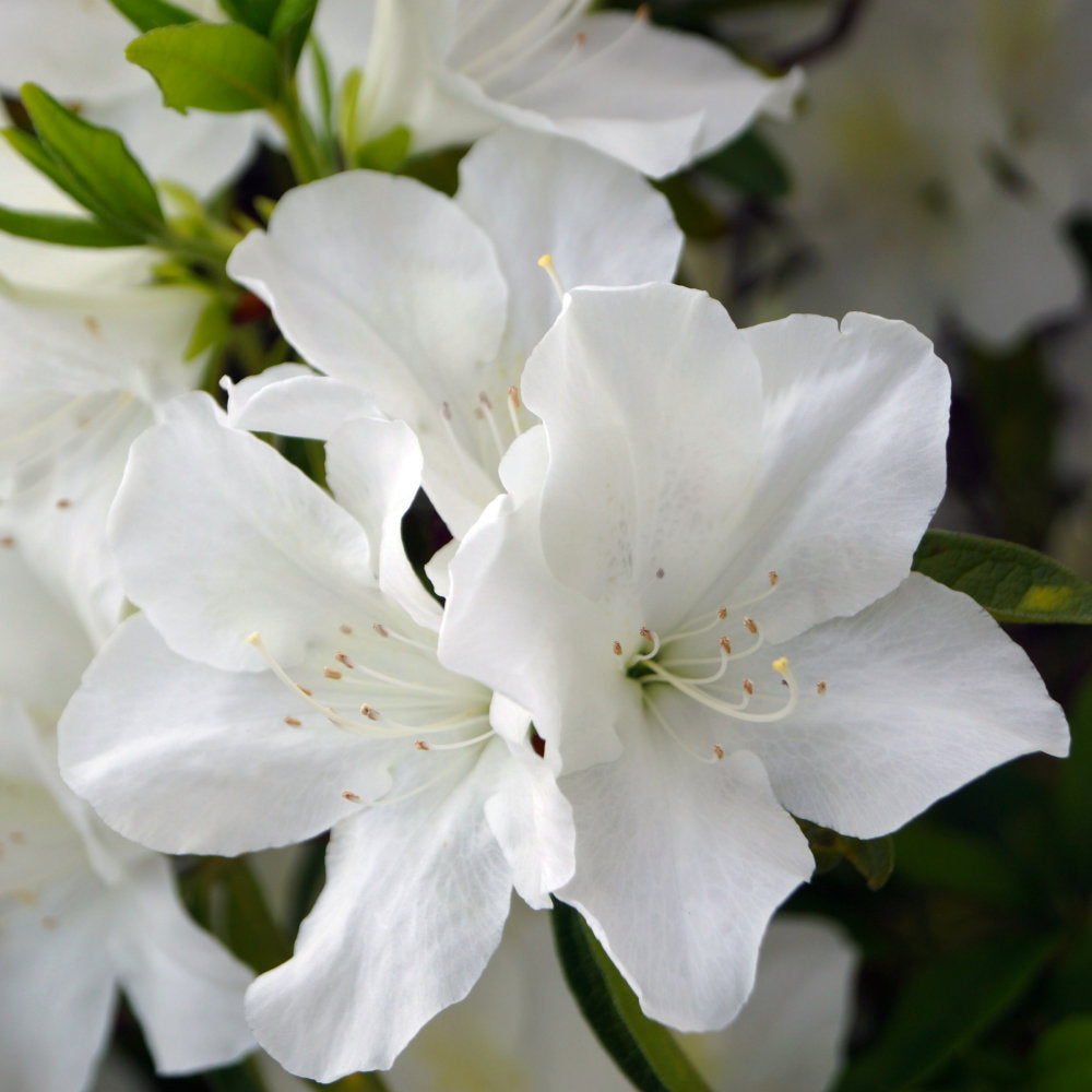 Azalea, 'Delaware Valley White' - 1 Gallon Pot