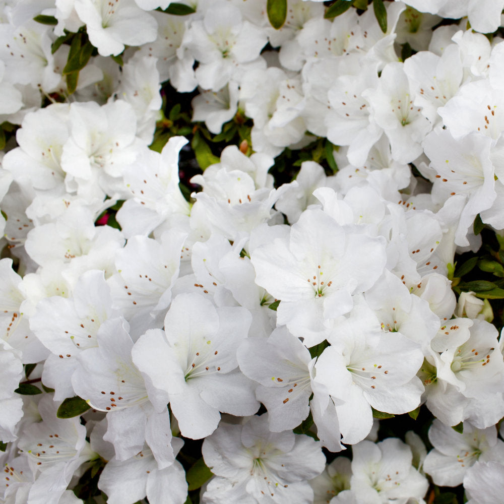 Azalea, 'Delaware Valley White' - 1 Gallon Pot