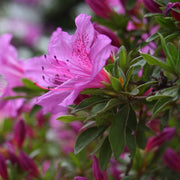 Autumn Lilac® Reblooming Azalea - 1G Pot