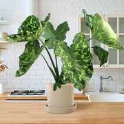 Hilo Beauty Alocasia - 1G Pot