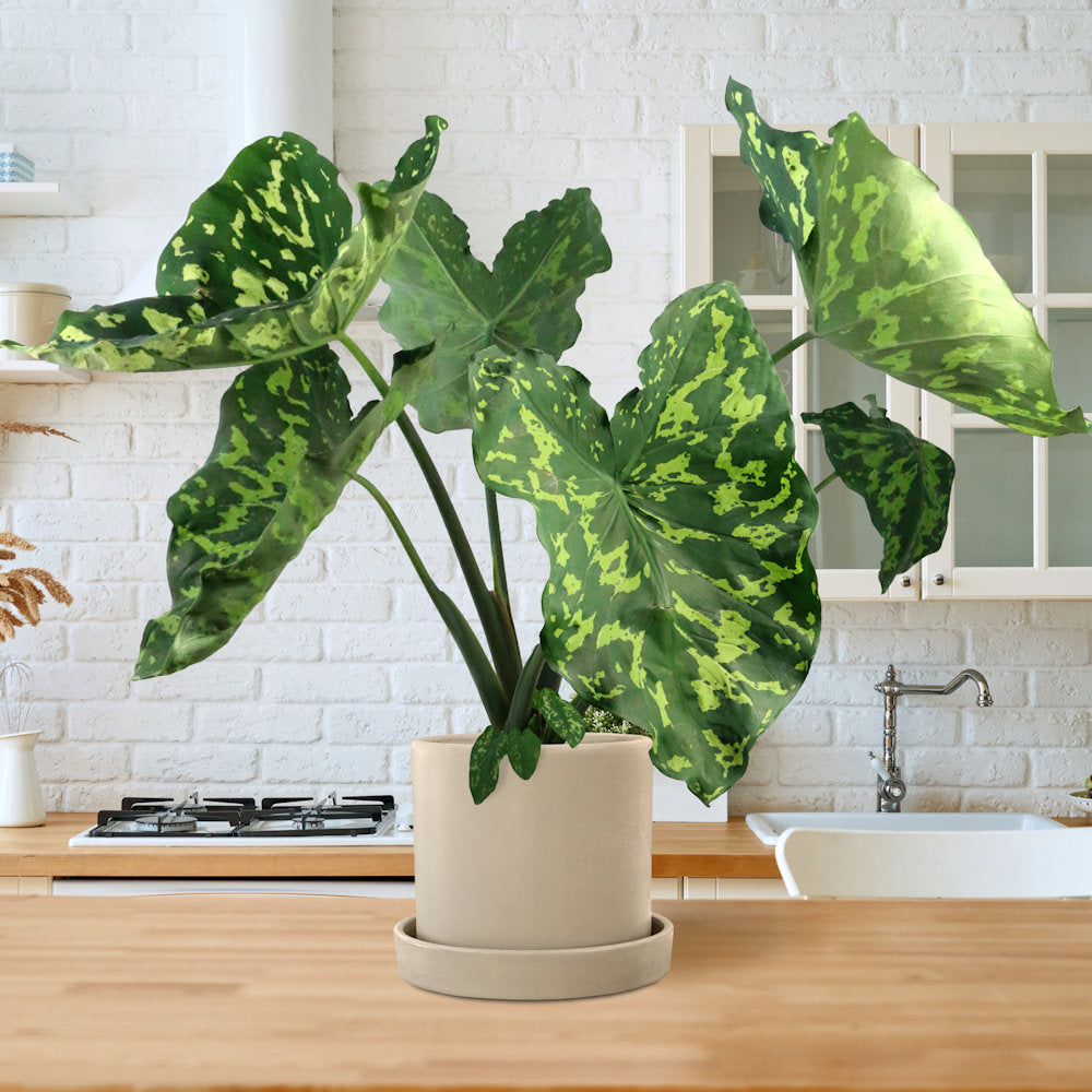 Hilo Beauty Alocasia - 1G Pot
