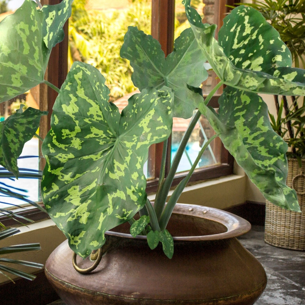Hilo Beauty Alocasia - 1G Pot