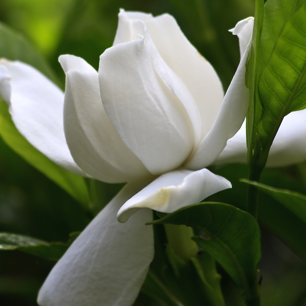 August Beauty Gardenia - 4" Pot