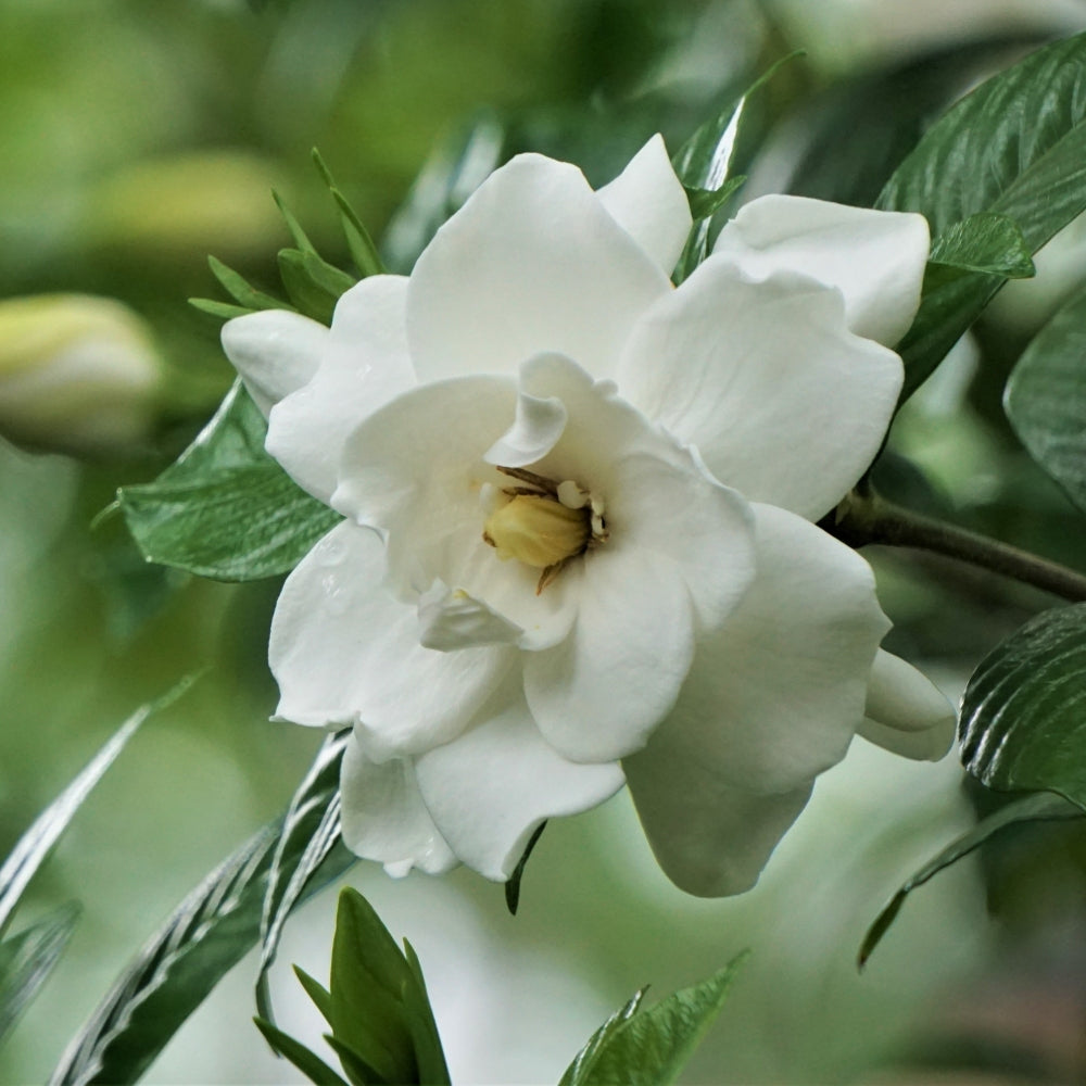 August Beauty Gardenia - 4" Pot