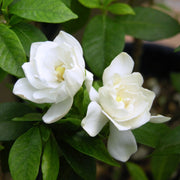 August Beauty Gardenia - 4" Pot