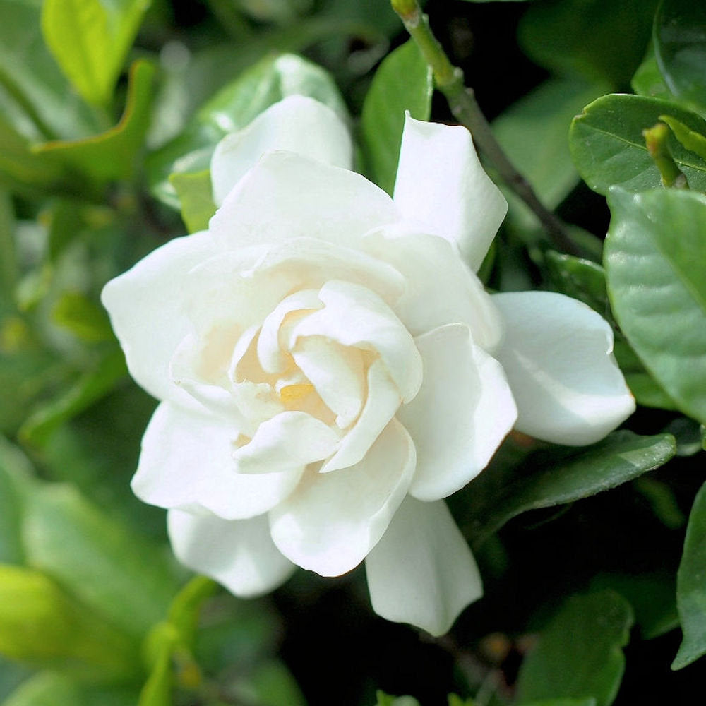 Gardenia 'Coconut Magic' - 2 Gallon Pot (NOVEMBER PICK UP SALE)