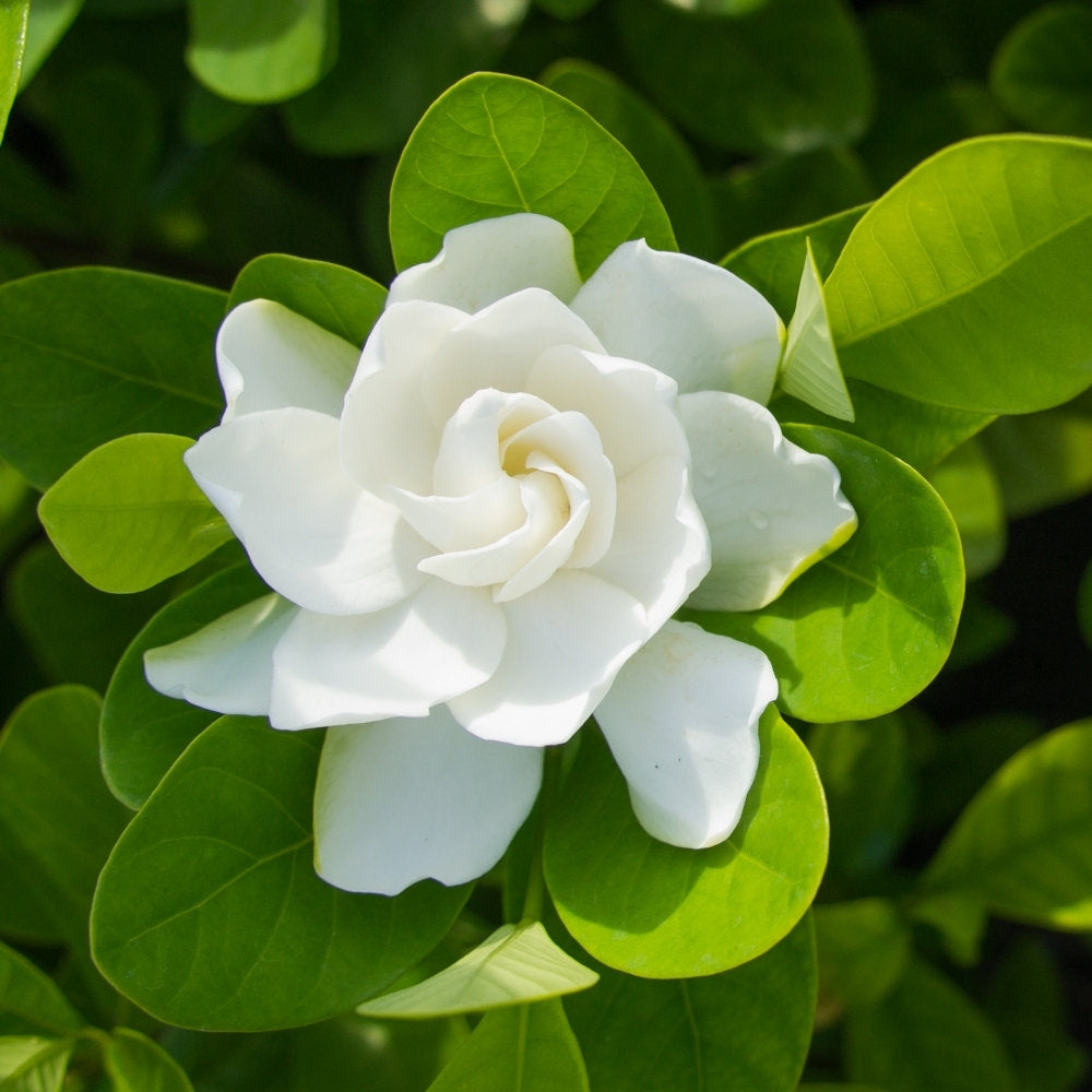 Gardenia 'Coconut Magic' - 2 Gallon Pot (NOVEMBER PICK UP SALE)