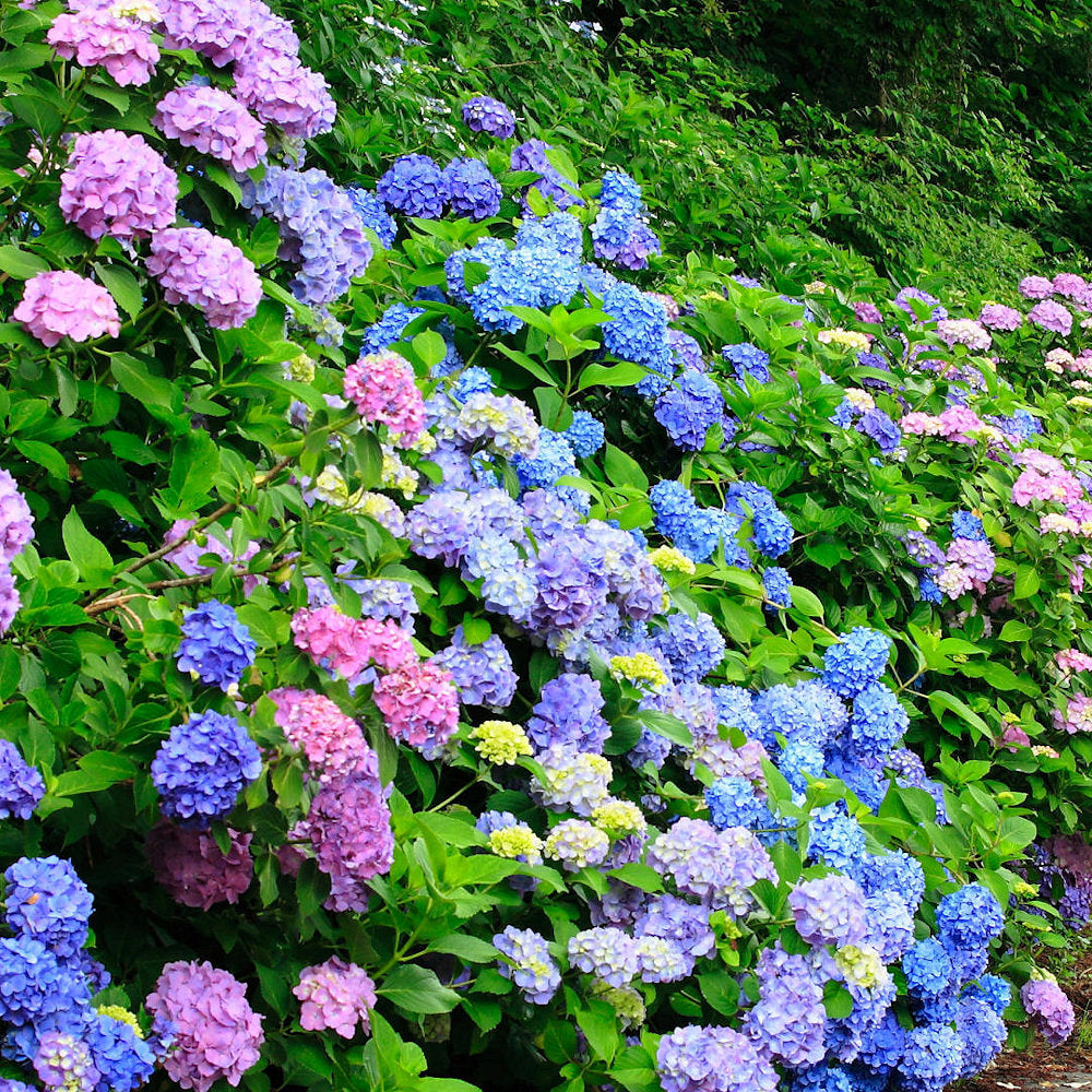 LA Dreamin'® Hydrangea - 4" Pot