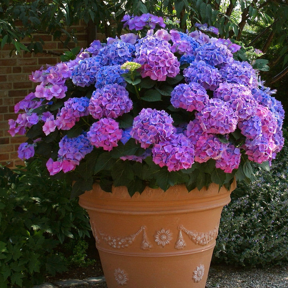 LA Dreamin'® Hydrangea - 4" Pot
