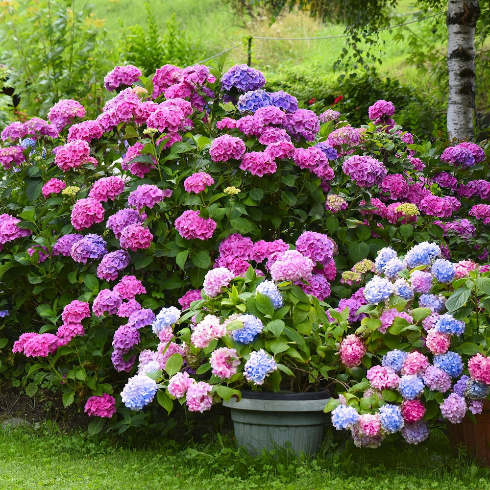 lavender hydrangea plant LA Dreamin'® Hydrangea