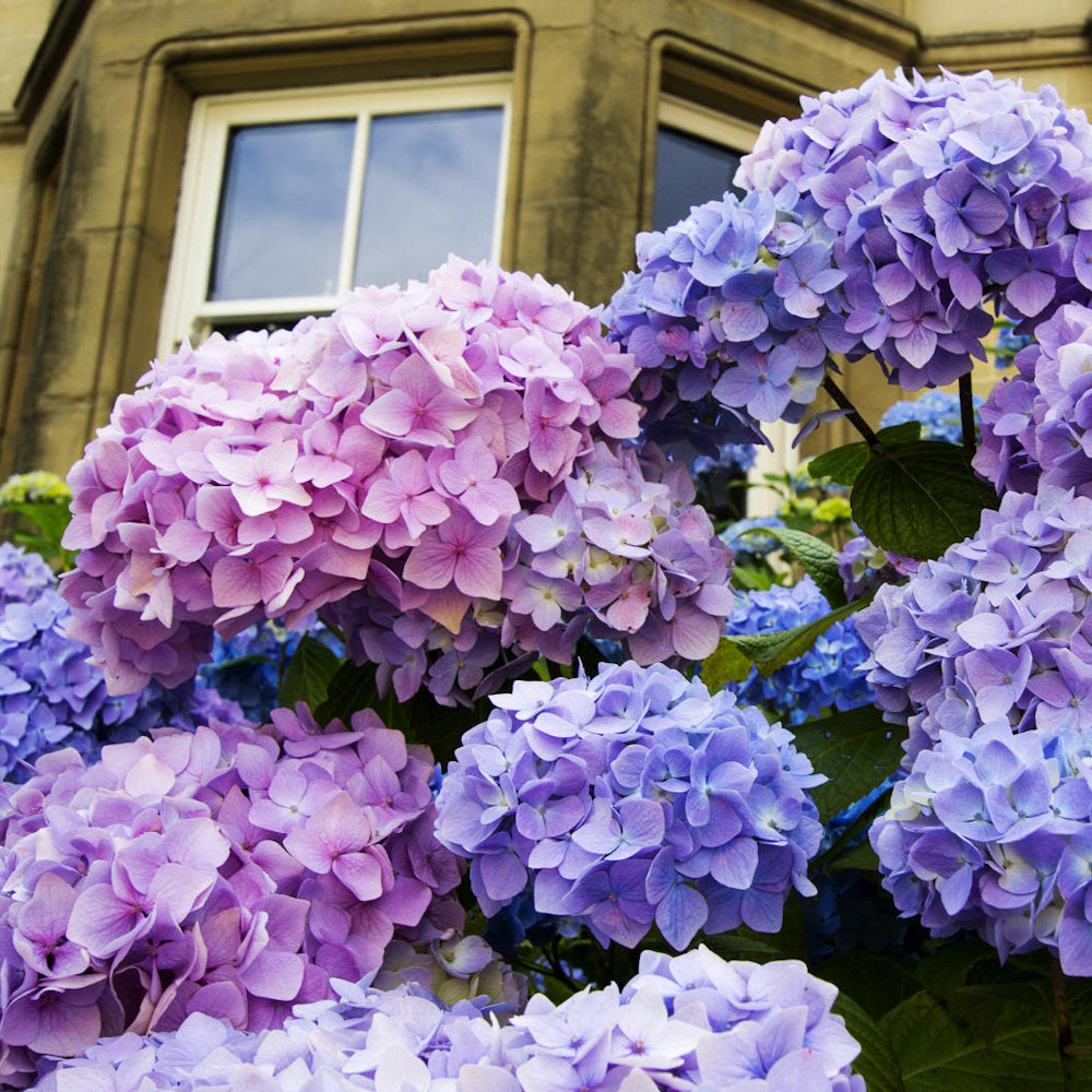 LA Dreamin'® Hydrangea - 4