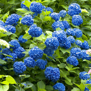 Nikko Blue Hydrangea - 1 Gallon Pot