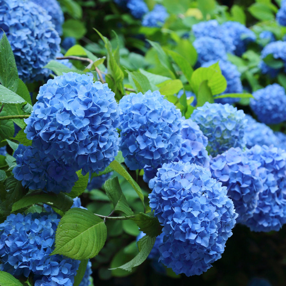 Nikko Blue Hydrangea - 1 Gallon Pot