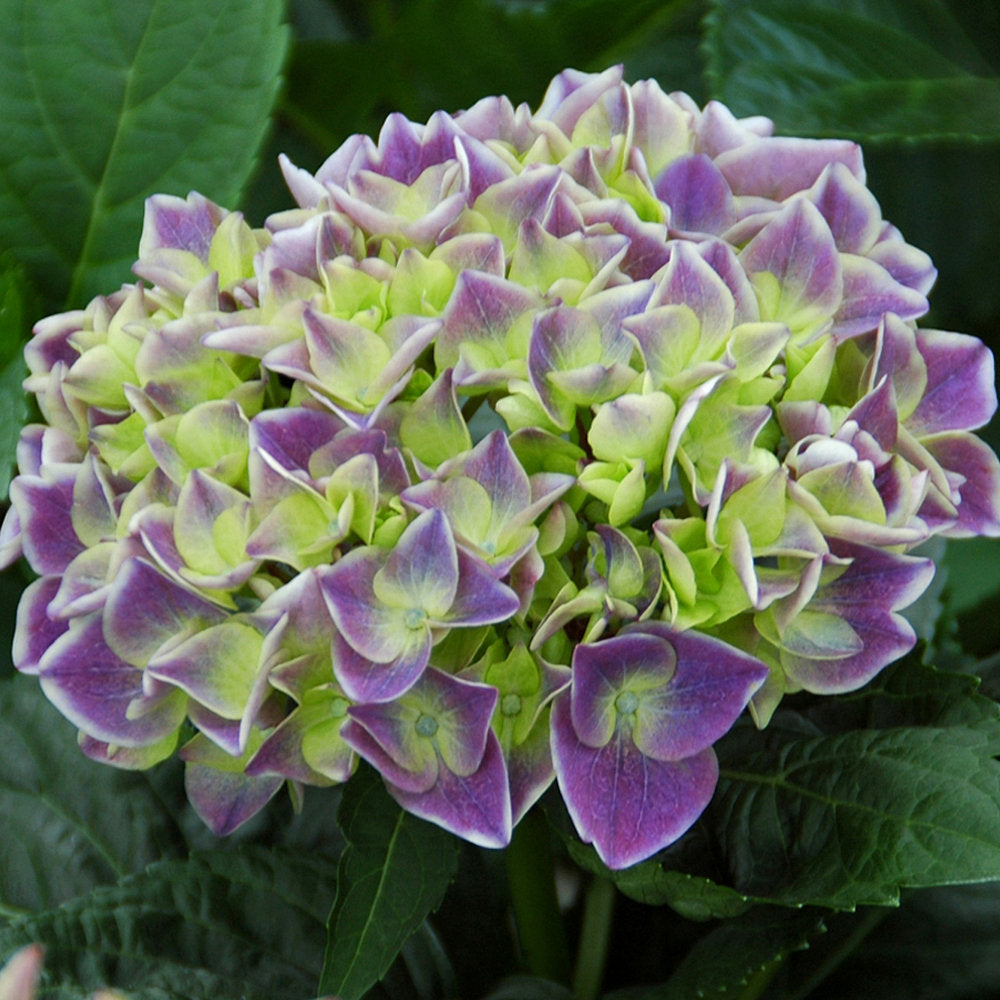 Violet Crown Hydrangea - 4" Pot