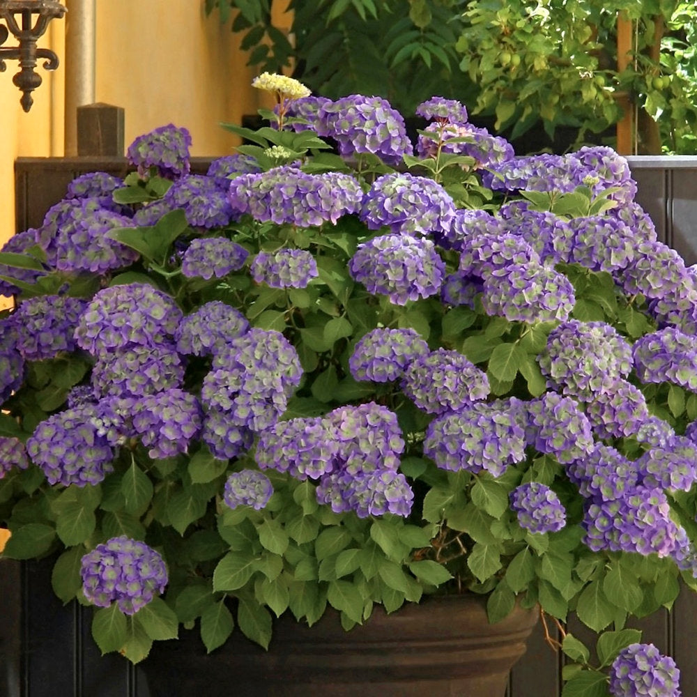 Violet Crown Hydrangea - 4" Pot