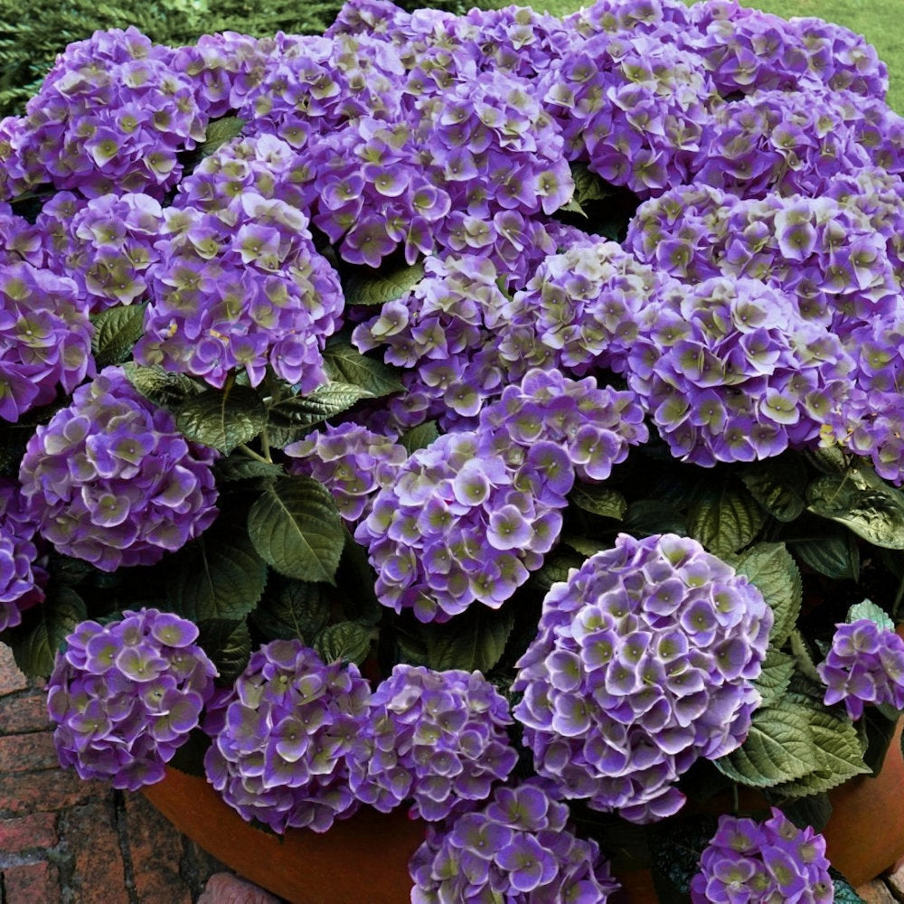 Violet Crown Hydrangea - 3 Gallon Pot