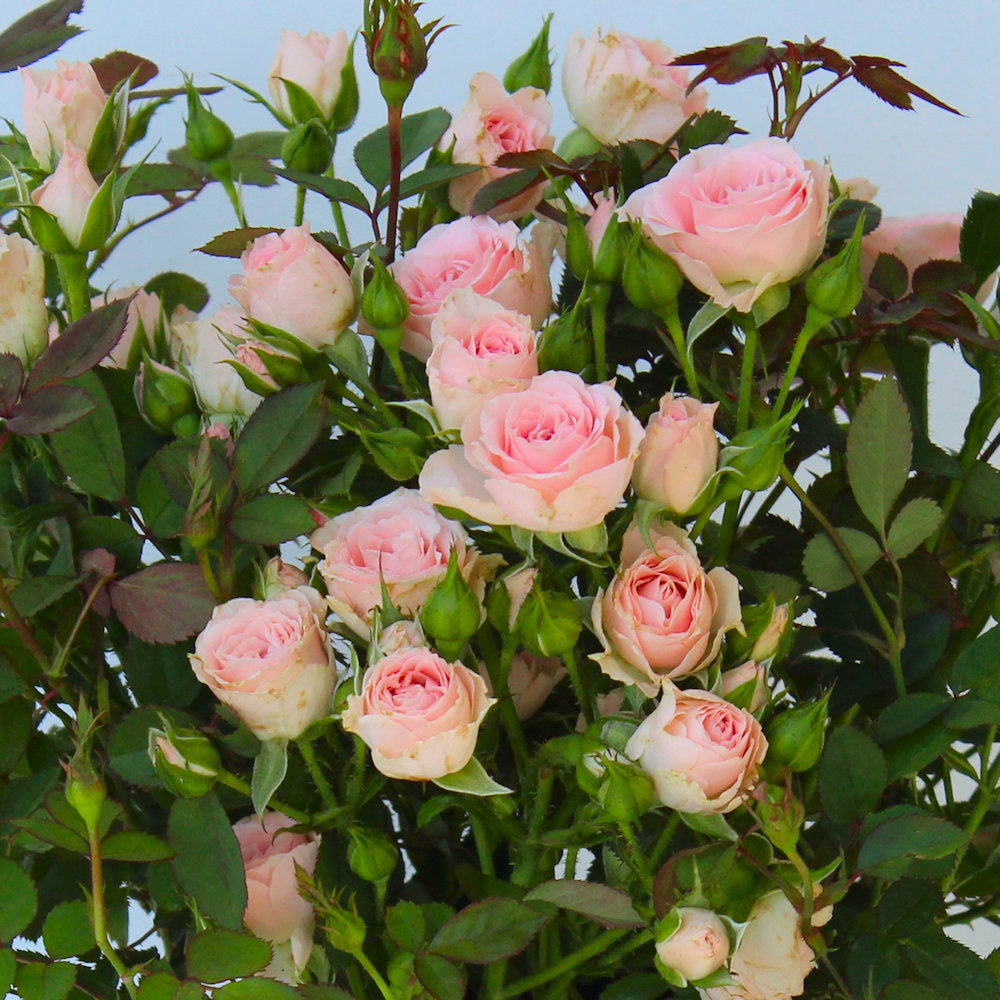 3-Piece Cupcake Mini Rose - 4" Pot