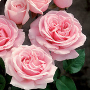 3-Piece Cupcake Mini Rose - 4" Pot