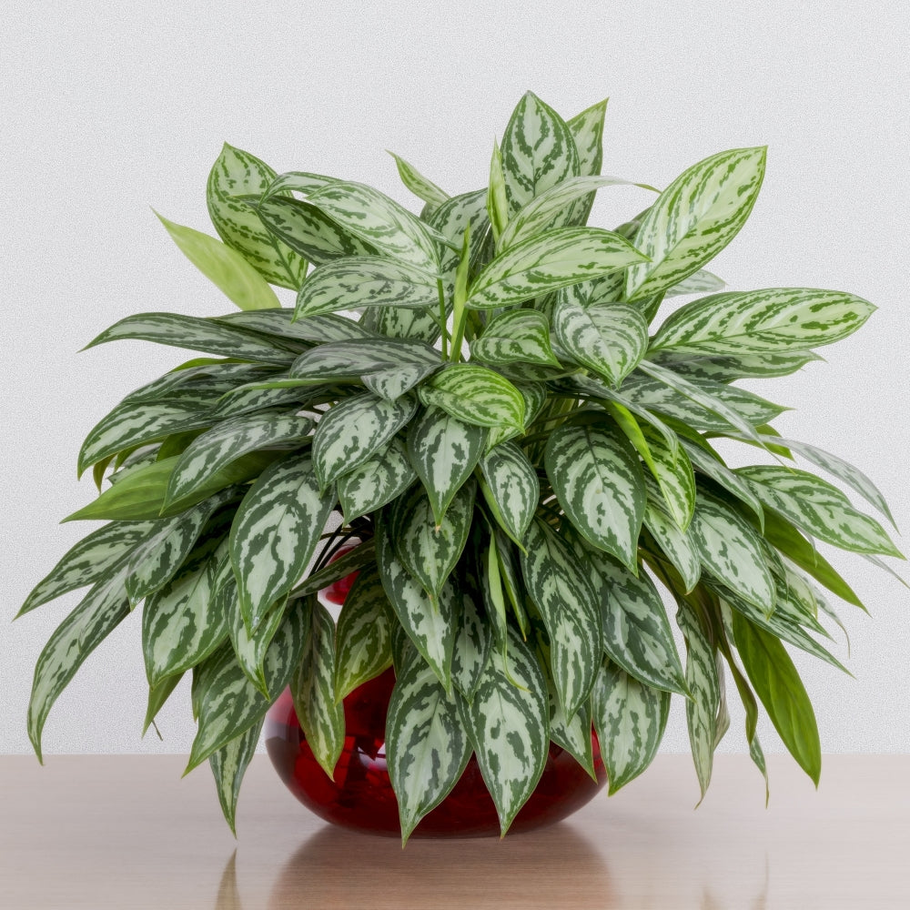 Maria' Chinese Evergreen Aglaonema - 4" Pot