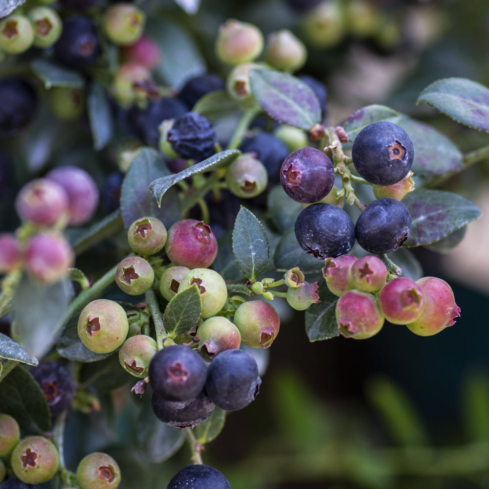 Bushel & Berry® Blueberry Buckle® - 1G Pot