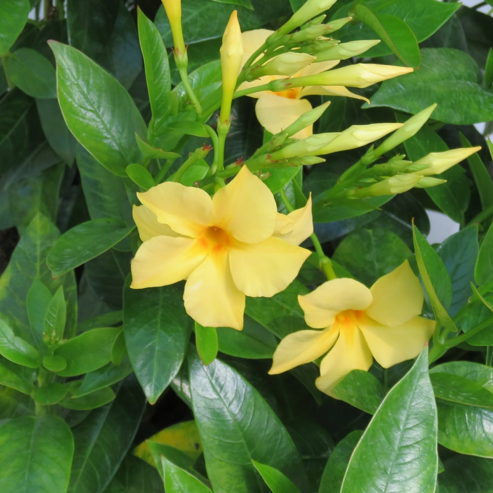 Sun Parasol® Sunbeam Mandevilla Trumpet Vine - 1G Pot