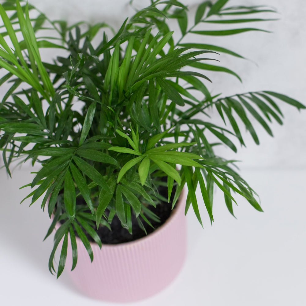 Parlor Palm - 4" Pot
