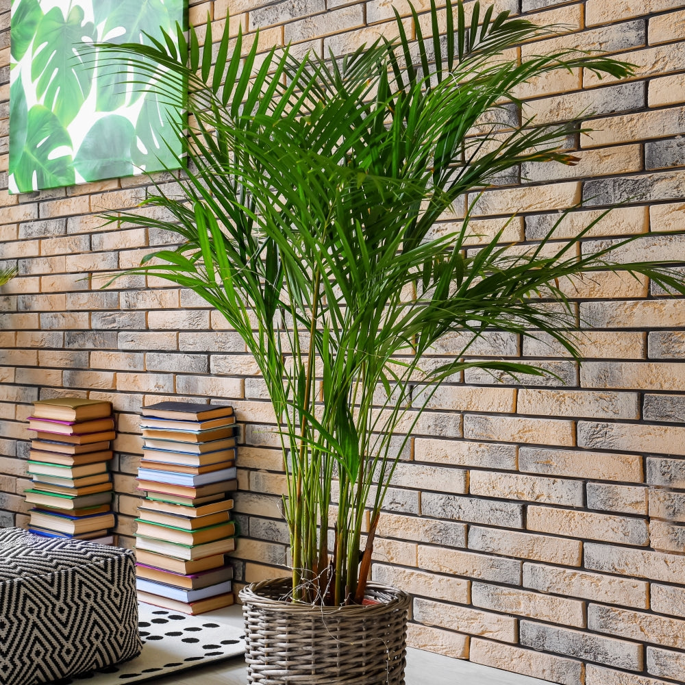 Parlor Palm - 4" Pot