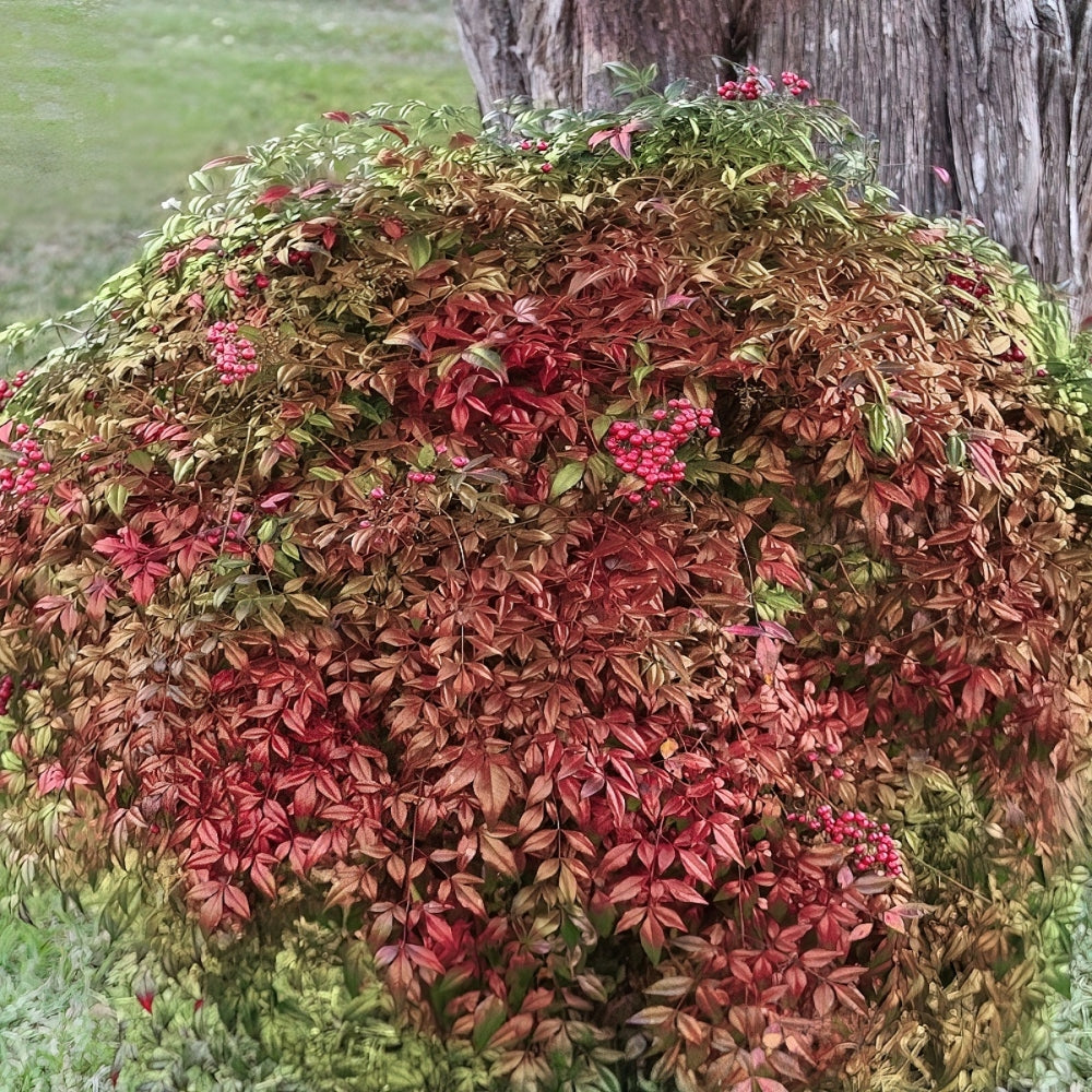 Nandina 'Fire Power' Heavenly Bamboo - 3 Gallon Pot