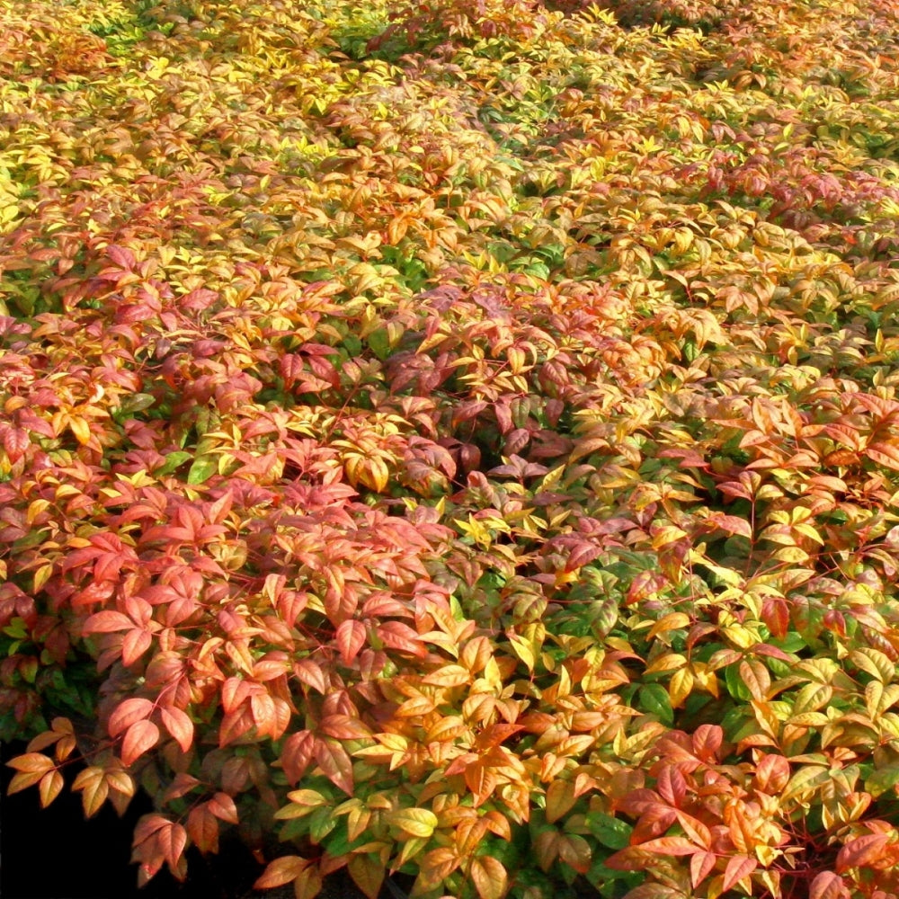 Nandina 'Fire Power' Heavenly Bamboo - 3 Gallon Pot