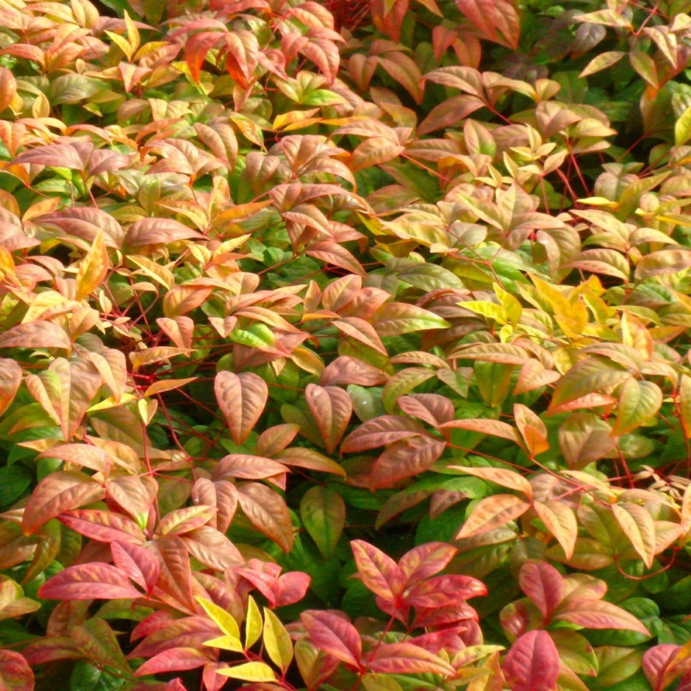 Nandina 'Fire Power' Heavenly Bamboo - 3 Gallon Pot