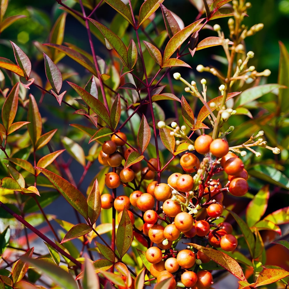Nandina 'Gulf Stream' Heavenly Bamboo - 1 Gallon Pot