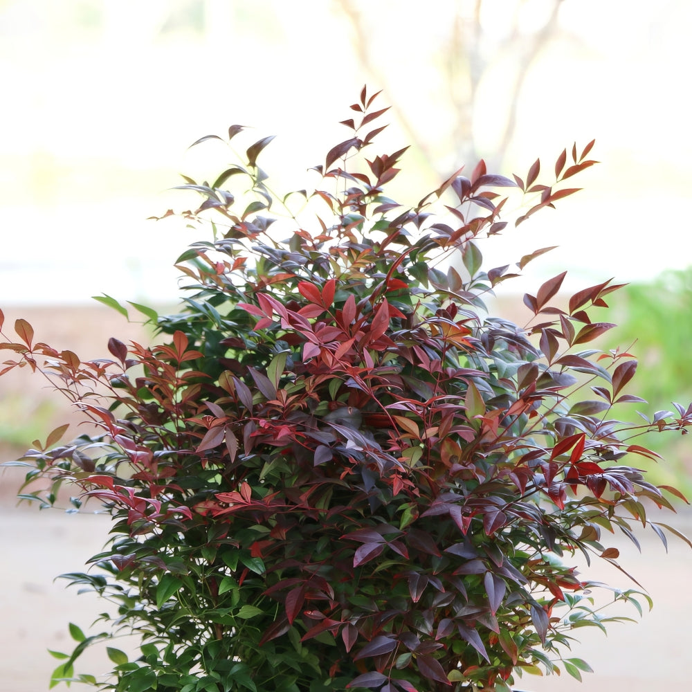 Gulf Stream Nandina - 1G Pot