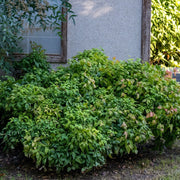 Gulf Stream Nandina - 1G Pot