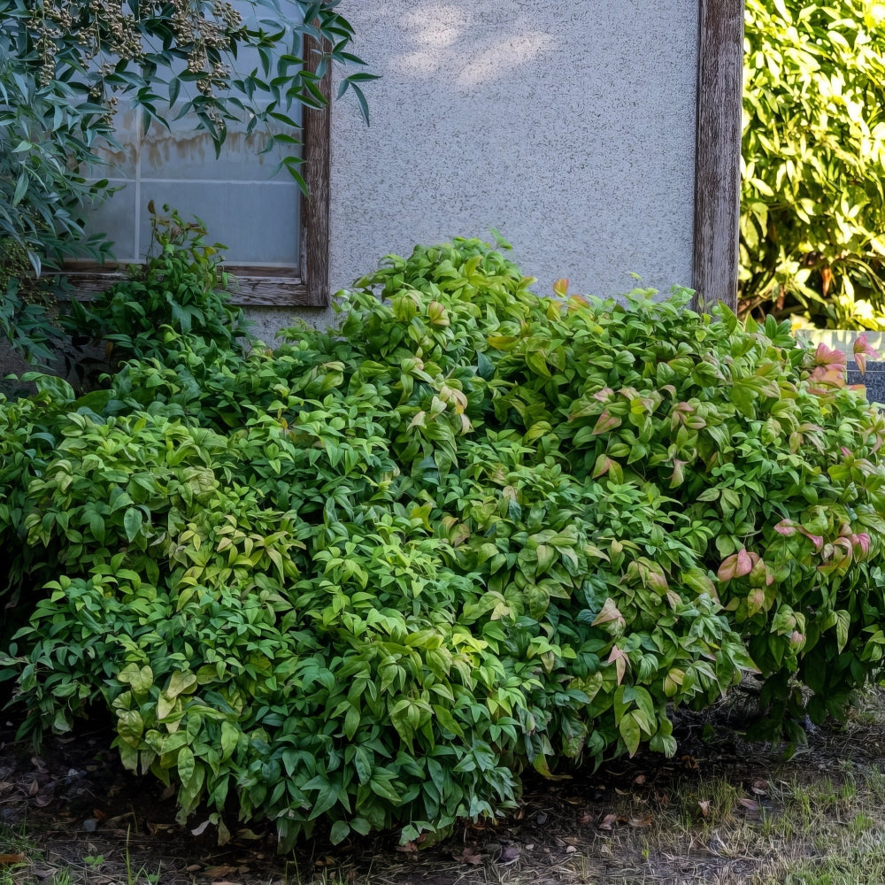Nandina 'Gulf Stream' Heavenly Bamboo - 1 Gallon Pot