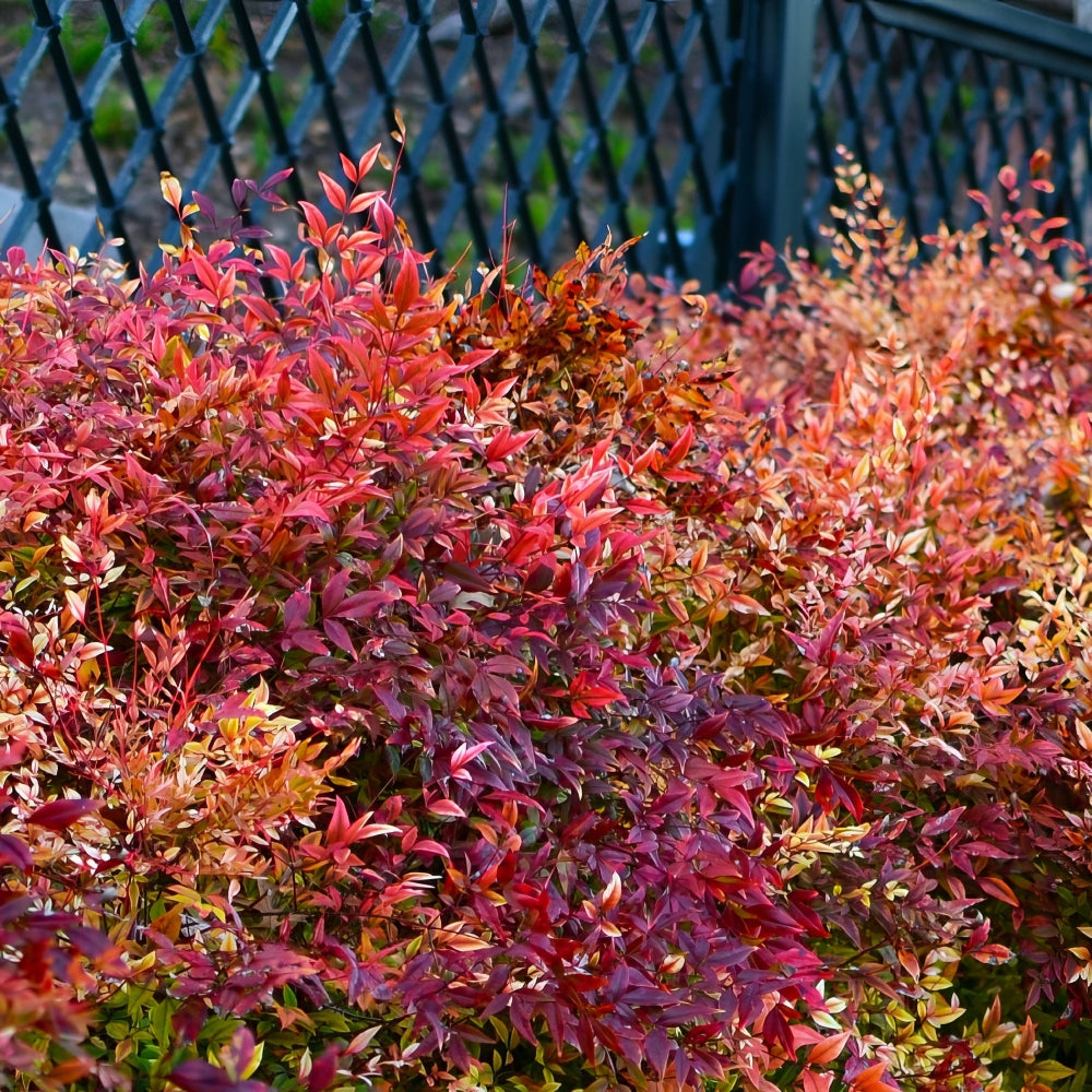 Nandina 'Gulf Stream' Heavenly Bamboo - 1 Gallon Pot