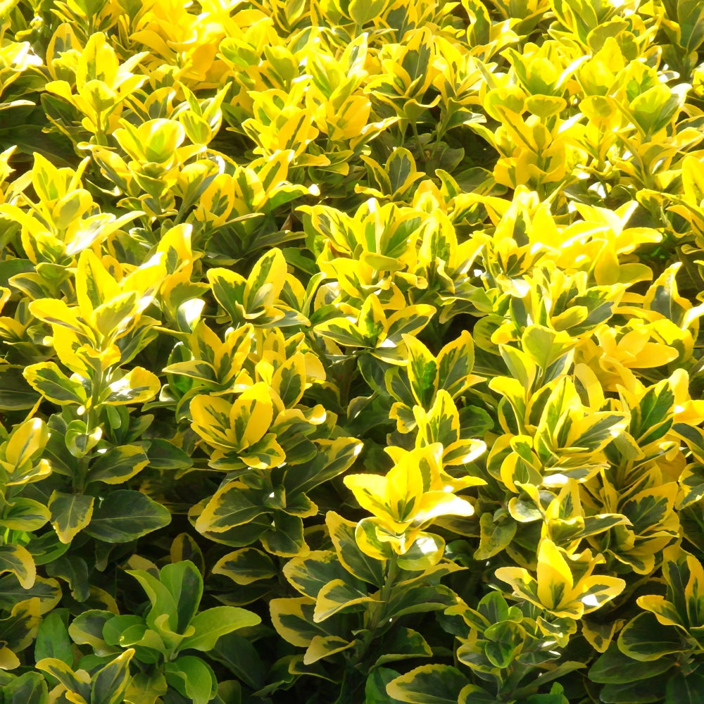 Golden Euonymus - 1G Pot