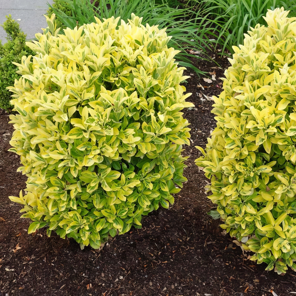 Golden Euonymus - 1G Pot