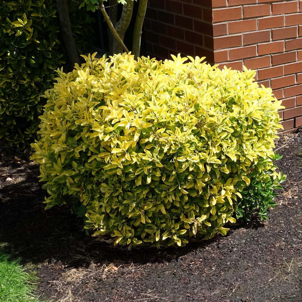 Golden Euonymus - 1G Pot