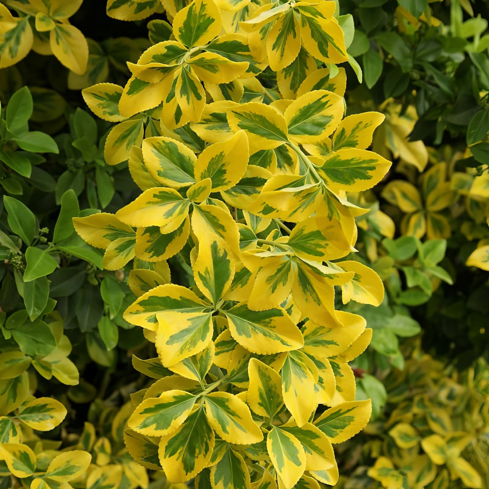 Golden Euonymus - 1G Pot