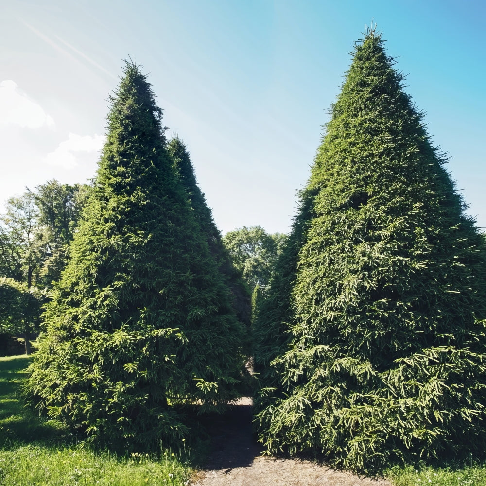 Thuja, 'Green Giant' Arborvitae - 1 Gallon Pot (NOVEMBER PICK UP SALE)