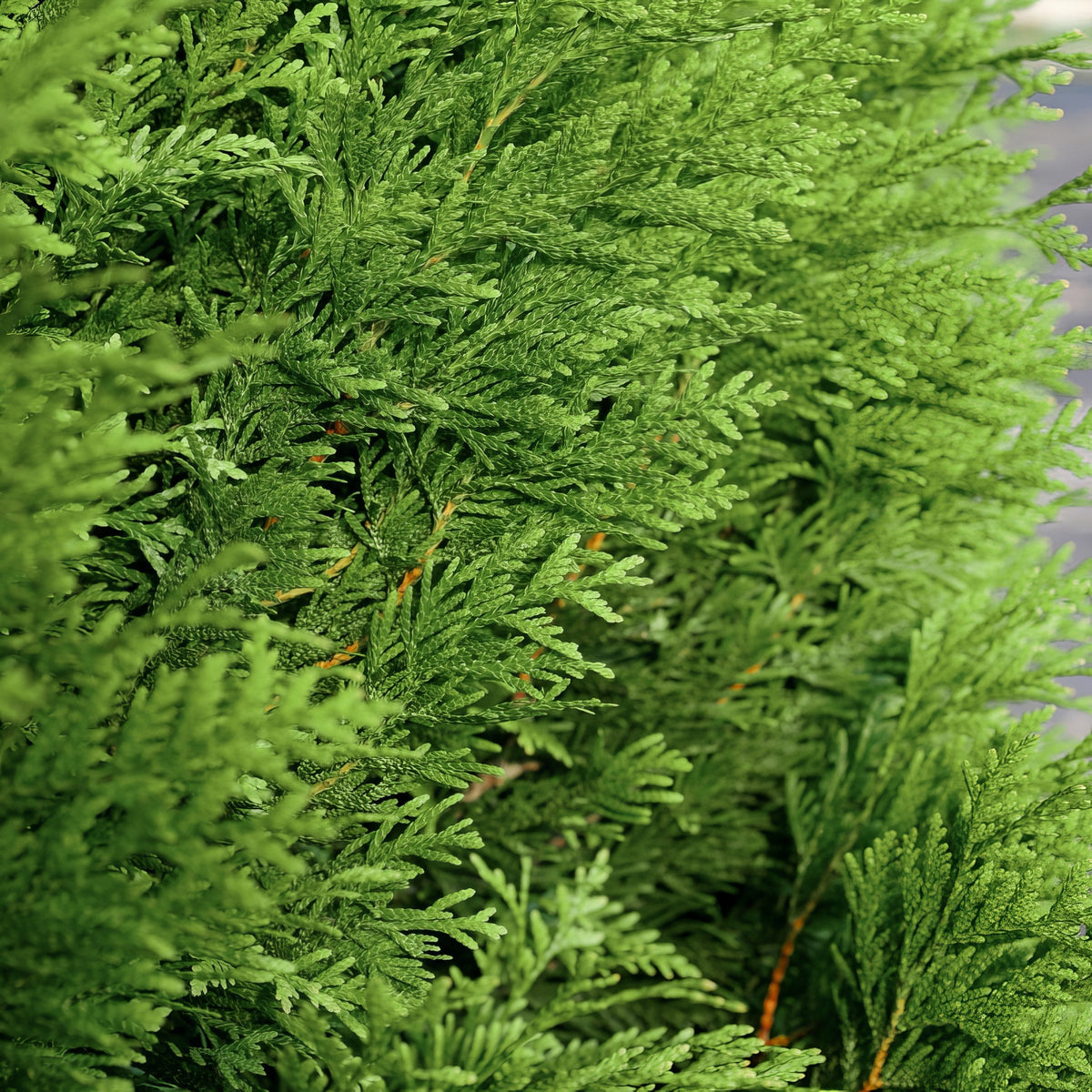 Thuja, 'Green Giant' Arborvitae - 1 Gallon Pot (NOVEMBER PICK UP SALE)
