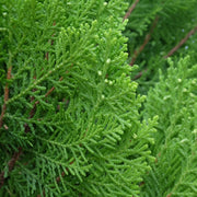 Leyland Cypress - 1G Pot - Plant with Purpose® Collection
