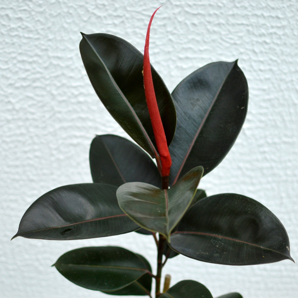 Ficus 'Burgundy' Baby Rubber Tree - 6" Pot