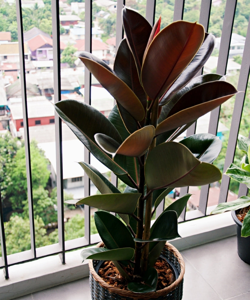 Ficus 'Burgundy' Baby Rubber Tree - 6" Pot