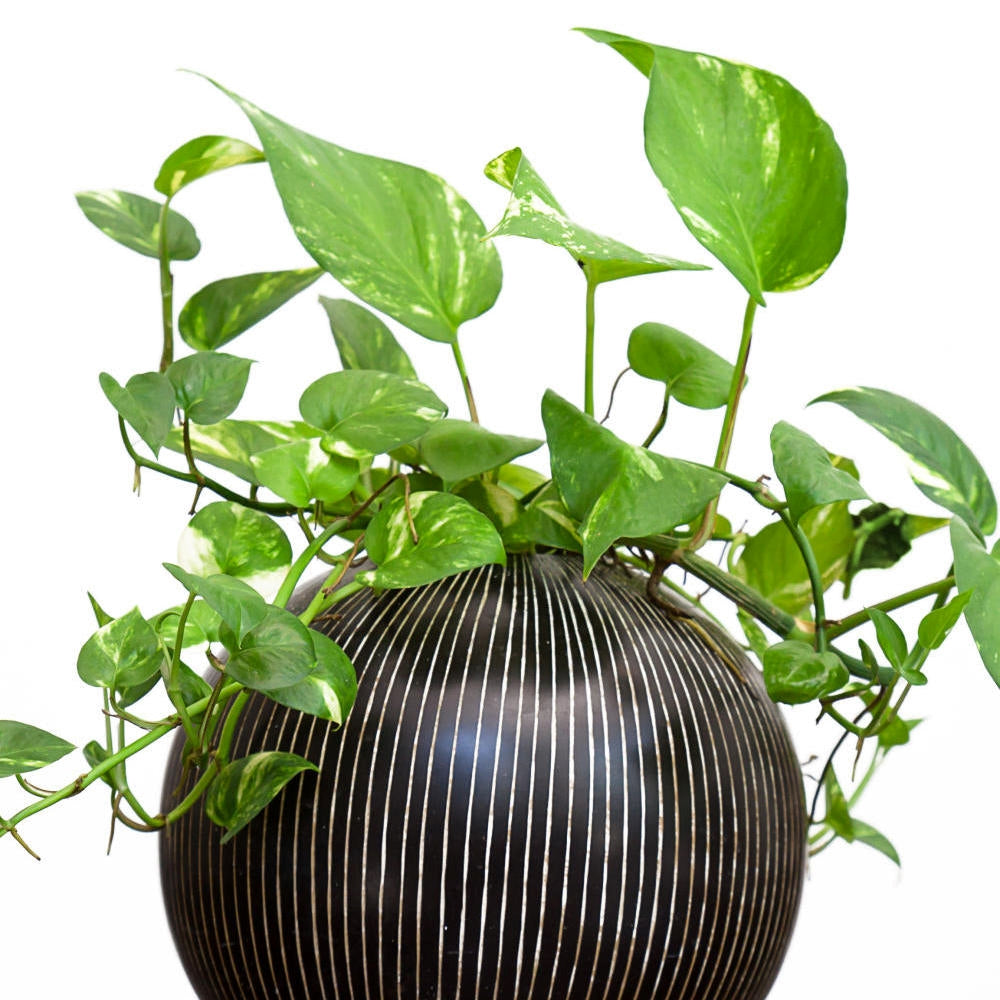 Cottage Farms Direct