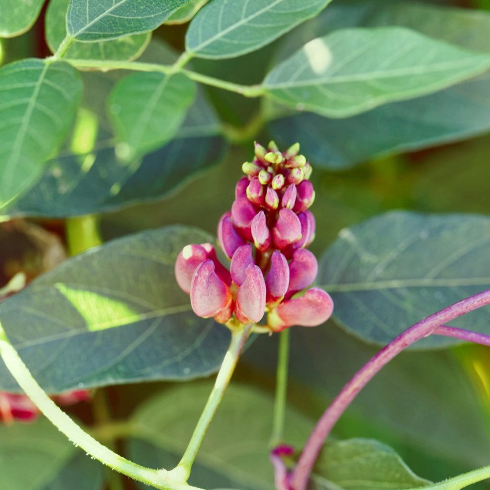 American Potato Bean - 1G Pot