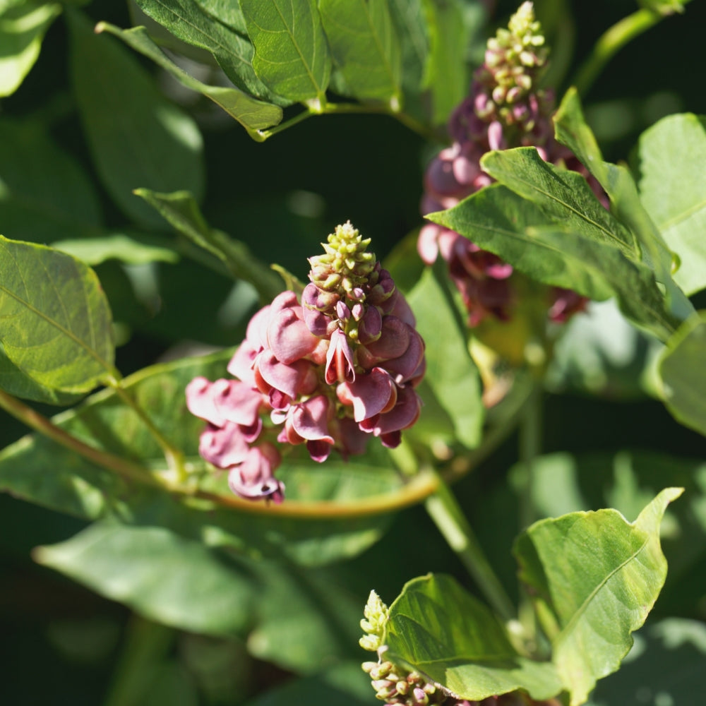 American Potato Bean - 1G Pot