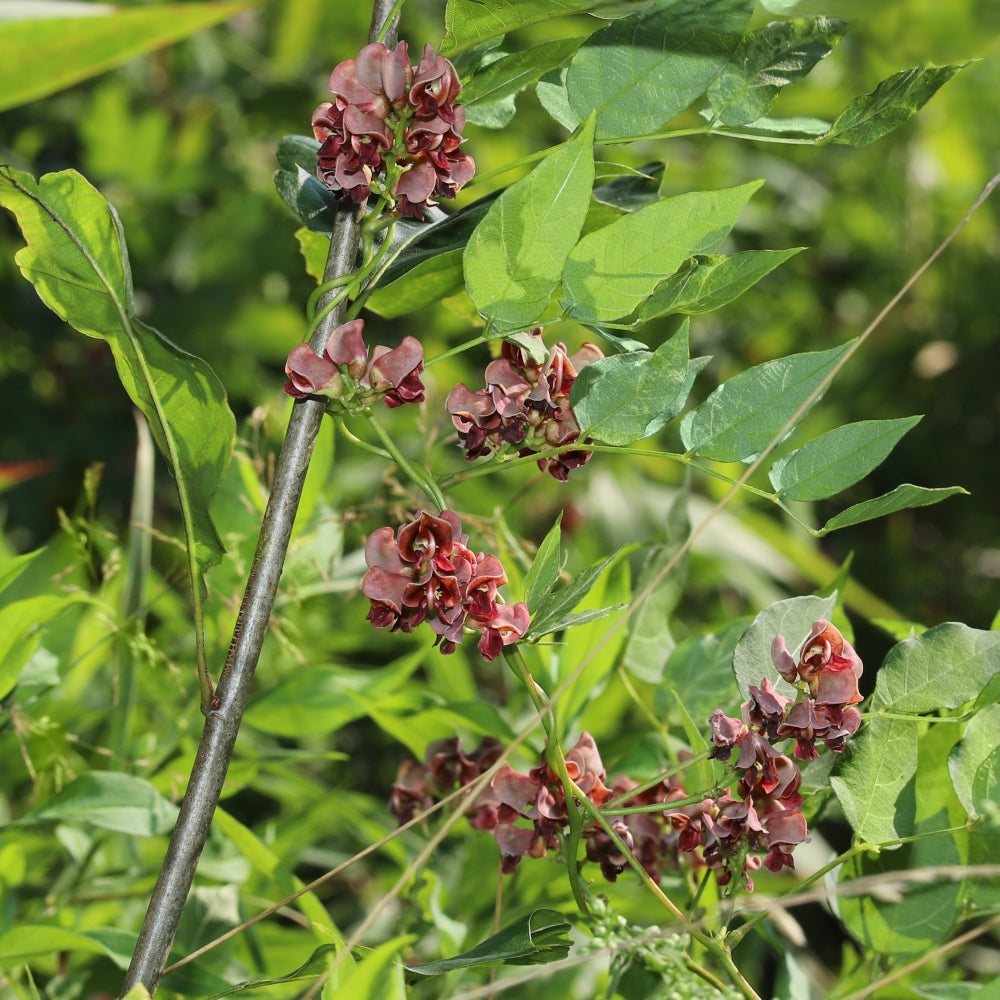 American Potato Bean - 1G Pot